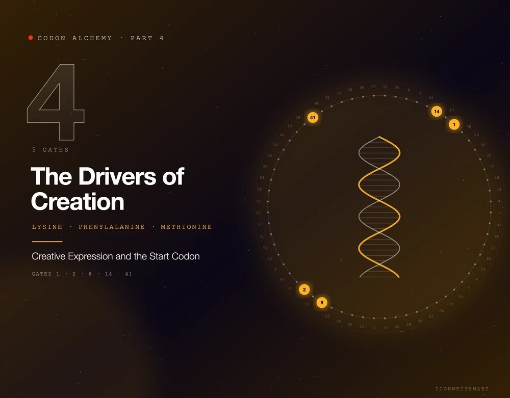 Codon Alchemy part 4: Lysine, Phenylalanine and Methionine, gates 1, 2, 8, 14, 41 lit on the 64-gate wheel around a DNA double helix